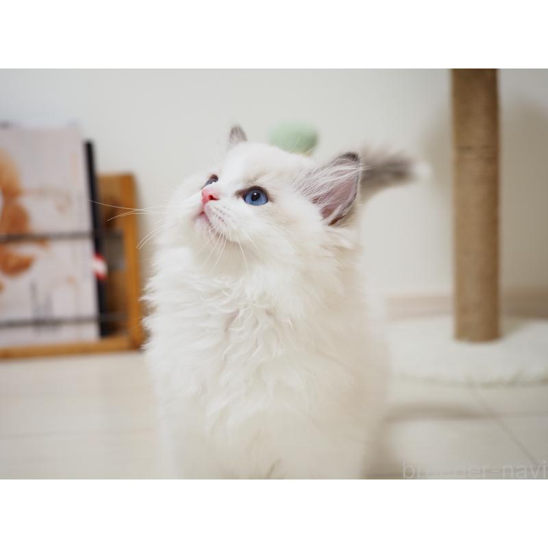 成約済の埼玉県のラグドール-126508の9枚目