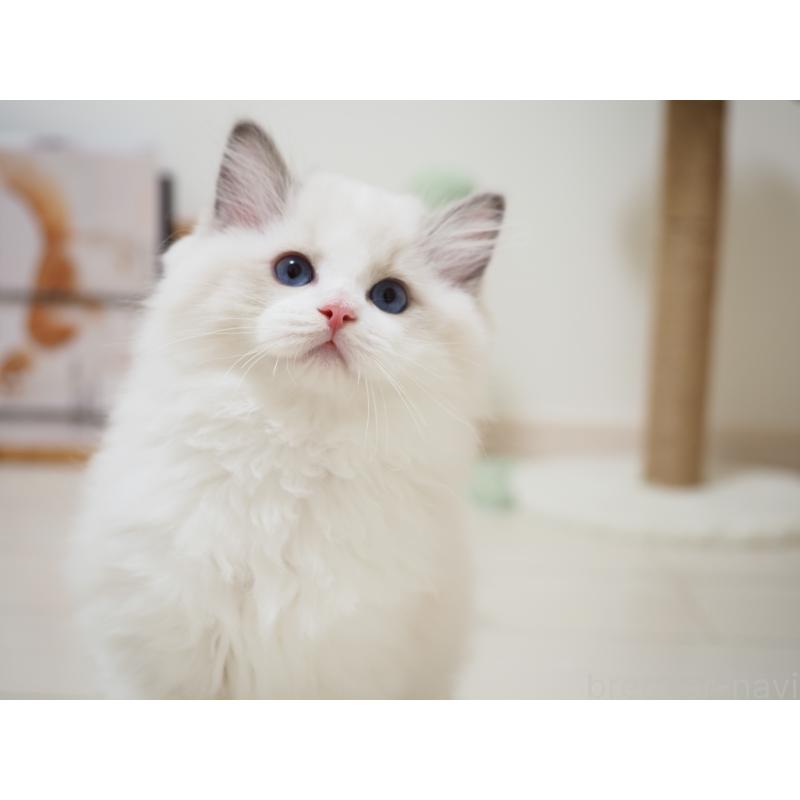 成約済の埼玉県のラグドール-126508の8枚目