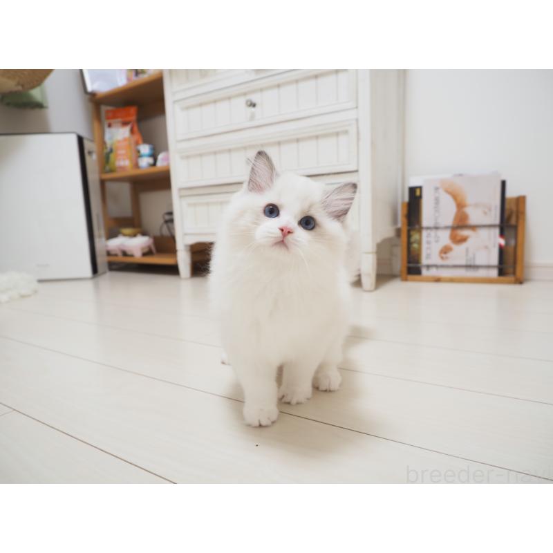 成約済の埼玉県のラグドール-126508の7枚目