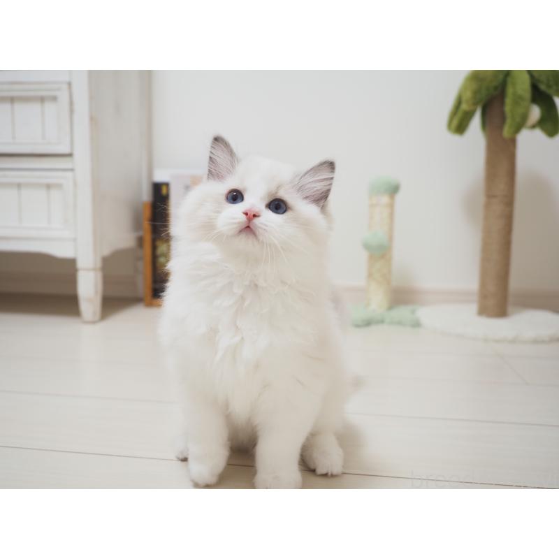 成約済の埼玉県のラグドール-126508の6枚目