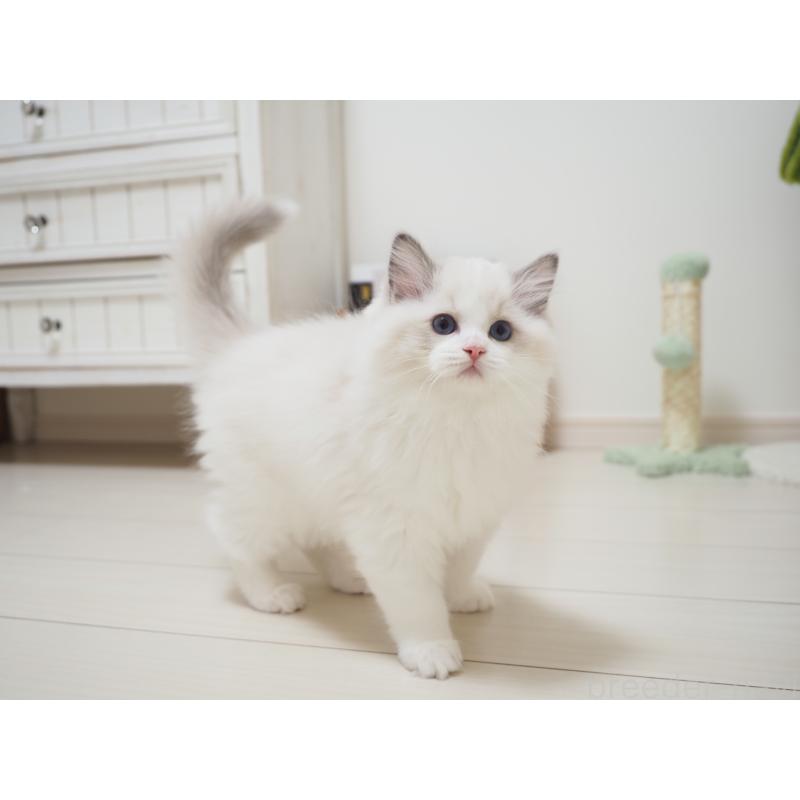 成約済の埼玉県のラグドール-126508の5枚目