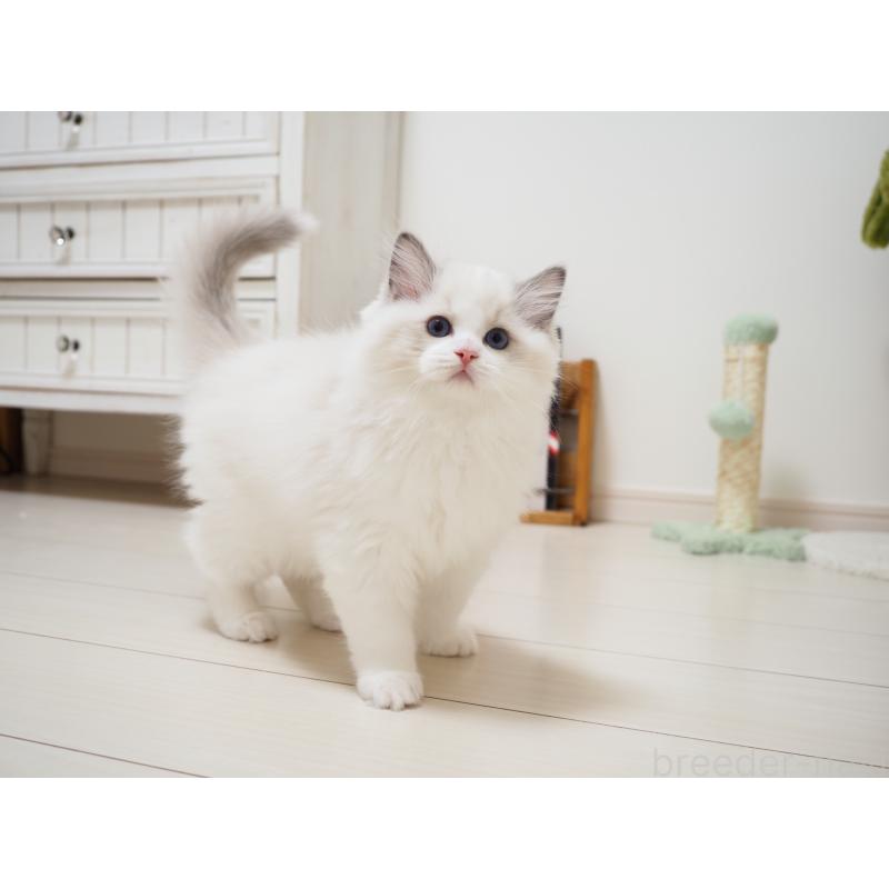 成約済の埼玉県のラグドール-126508の4枚目