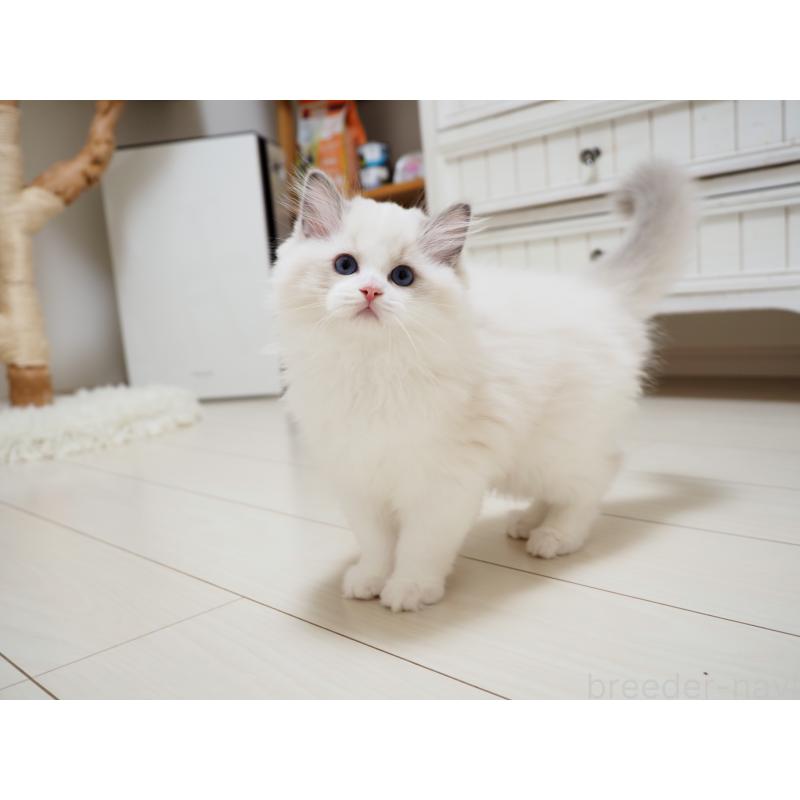 成約済の埼玉県のラグドール-126508の3枚目