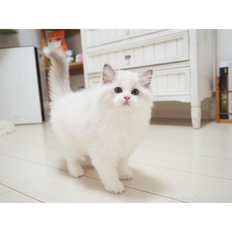 成約済の埼玉県のラグドール-126508の2枚目