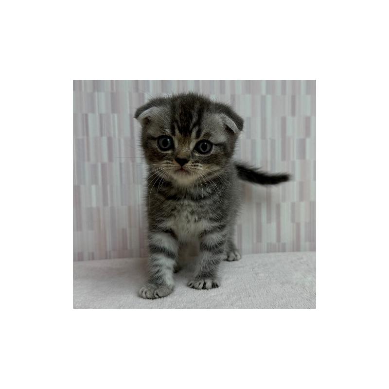 成約済の千葉県のスコティッシュフォールド(折れ耳)-127493の2枚目