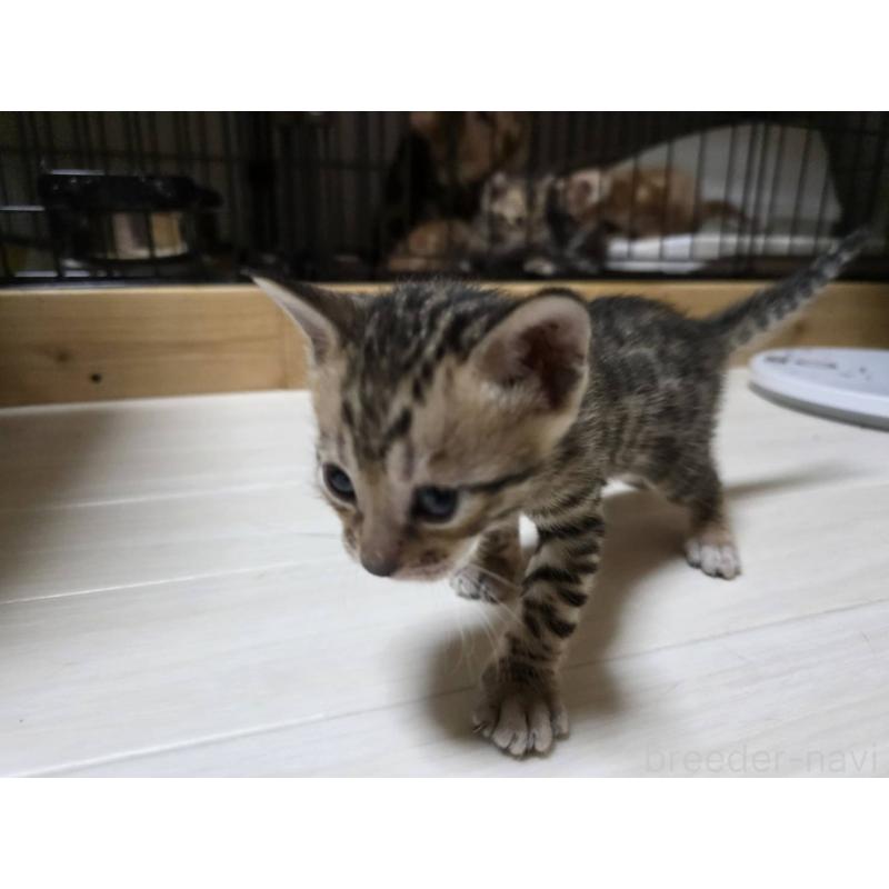 販売中の神奈川県のベンガル-129173の7枚目