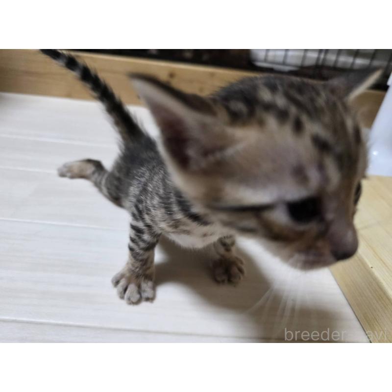 販売中の神奈川県のベンガル-129173の2枚目