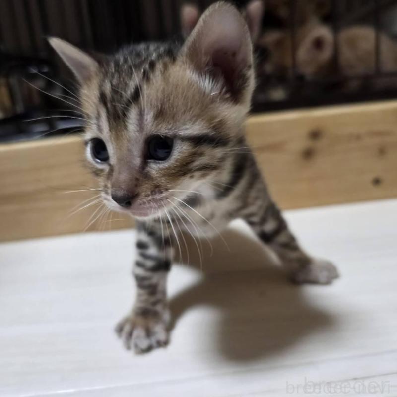 販売中の神奈川県のベンガル-129173の1枚目