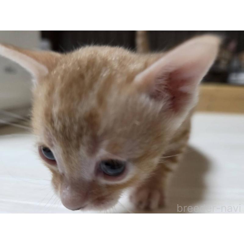 販売中の神奈川県のベンガル-129174の15枚目