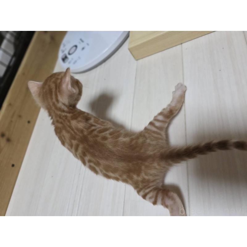 販売中の神奈川県のベンガル-129174の10枚目