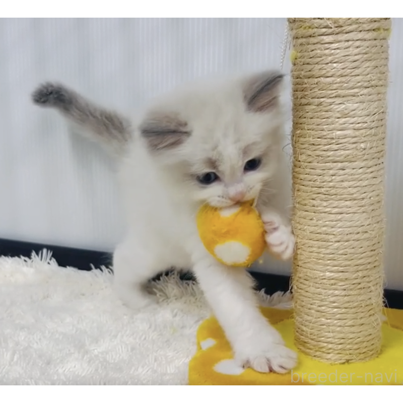販売中の埼玉県のラグドール-129175の2枚目
