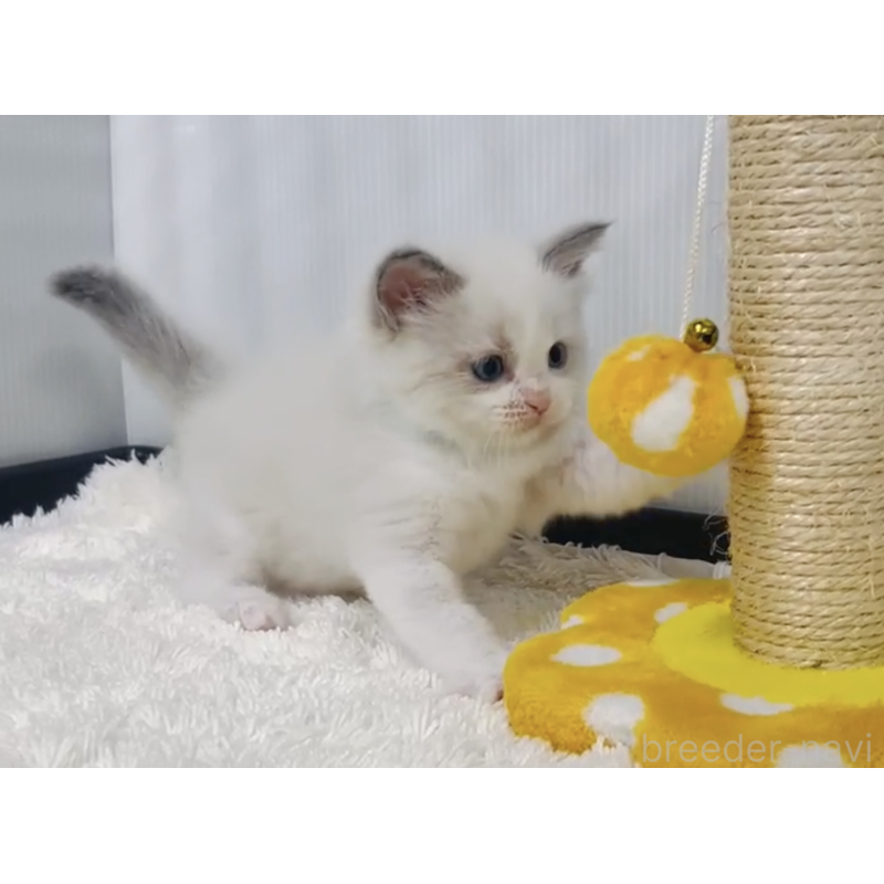 販売中の埼玉県のラグドール-129176の3枚目