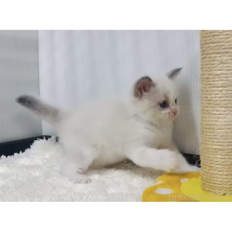 販売中の埼玉県のラグドール-129176の2枚目