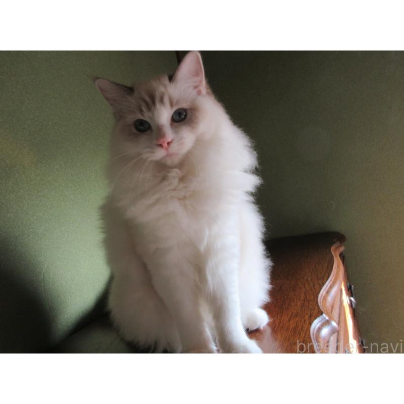 販売中の大分県のラグドール-111959の7枚目