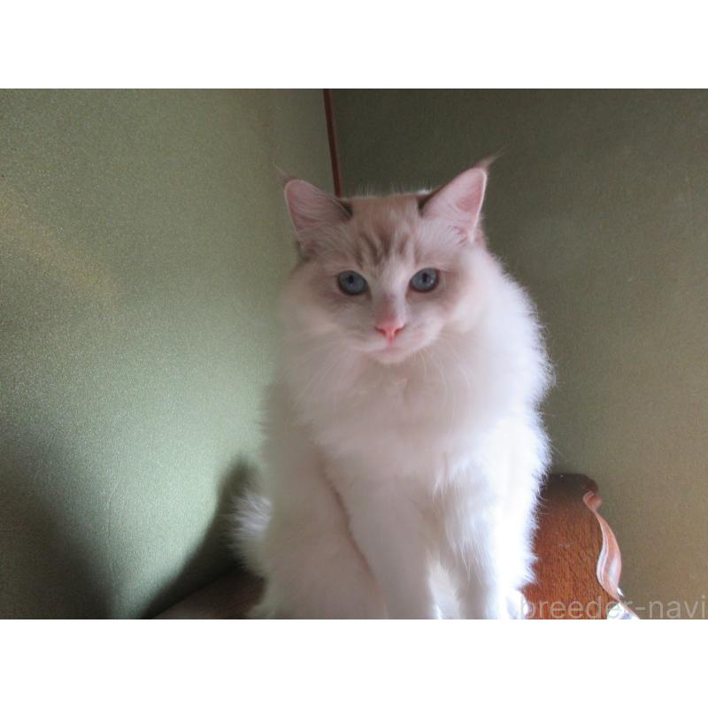 販売中の大分県のラグドール-111959の6枚目