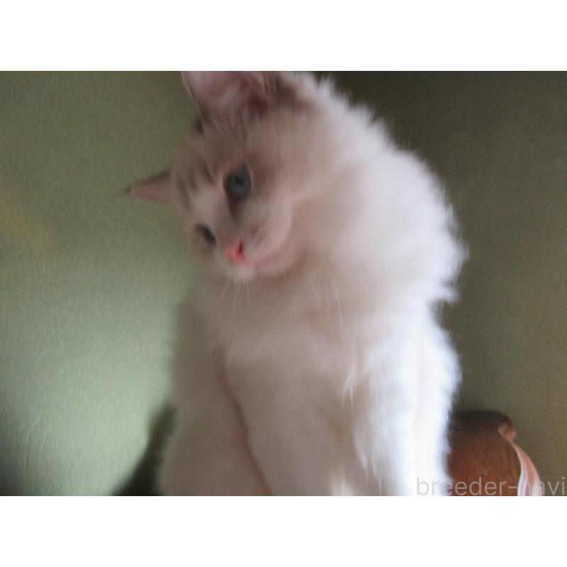 販売中の大分県のラグドール-111959の5枚目