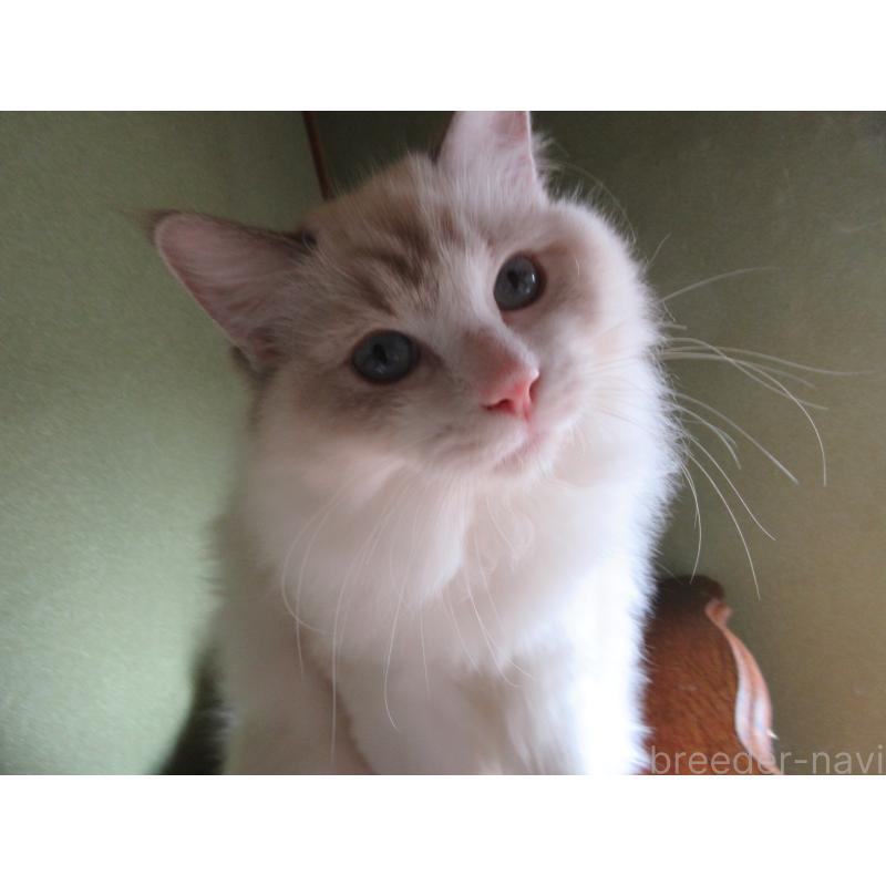 販売中の大分県のラグドール-111959の4枚目