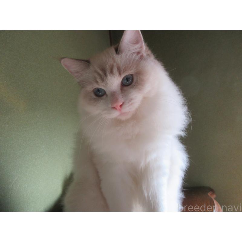 販売中の大分県のラグドール-111959の3枚目