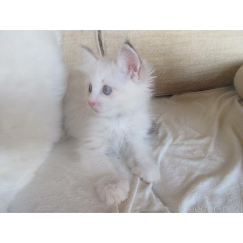 成約済の大分県のラグドール-127795の7枚目