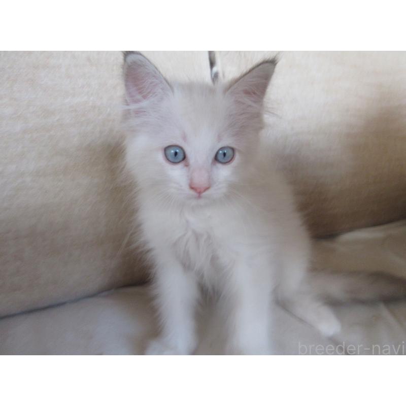 成約済の大分県のラグドール-127795の6枚目