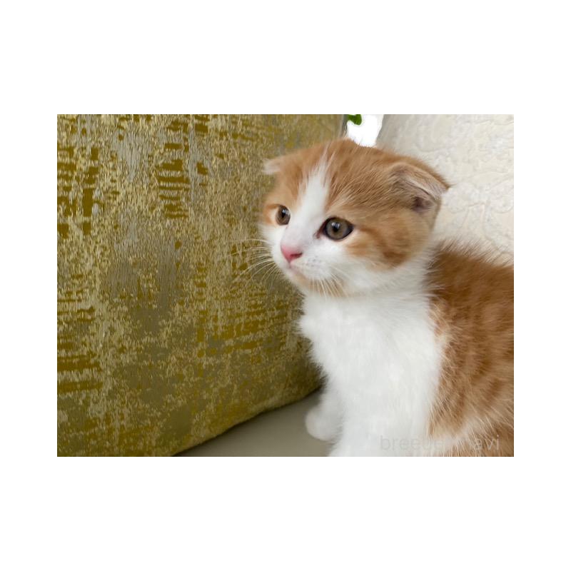 販売中の茨城県のスコティッシュフォールド-129178の3枚目