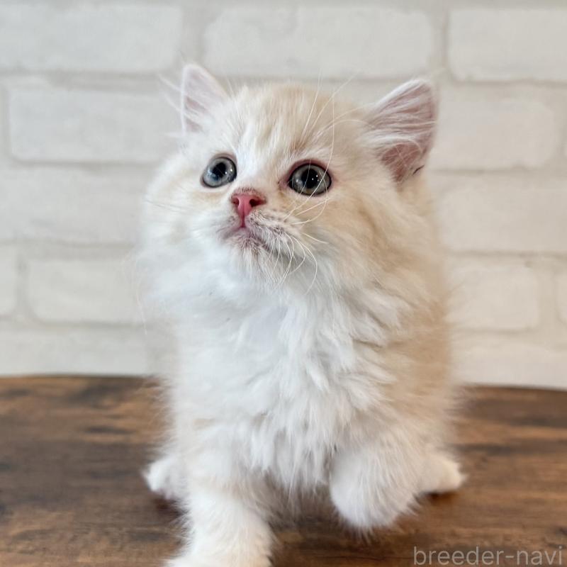 成約済の大阪府のマンチカン-128943の8枚目