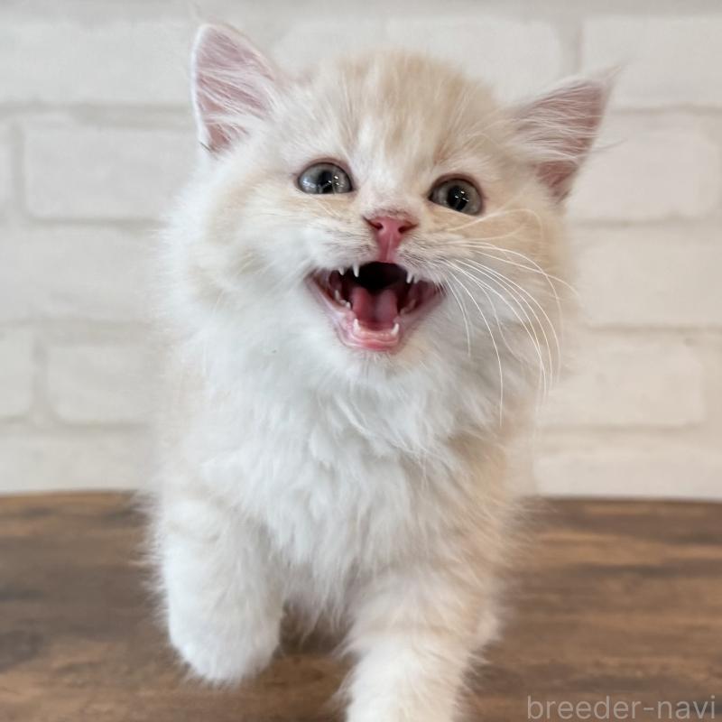 成約済の大阪府のマンチカン-128943の7枚目