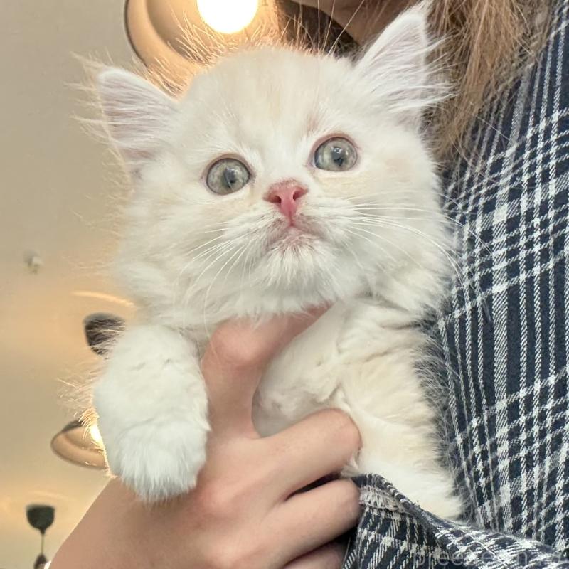 成約済の大阪府のマンチカン-128943の6枚目