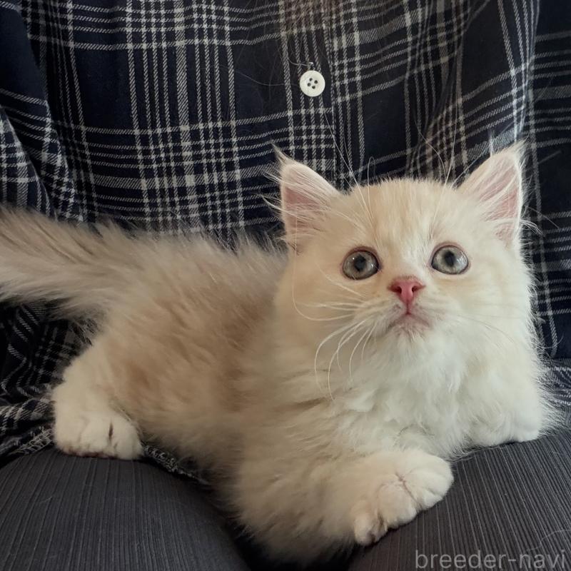 成約済の大阪府のマンチカン-128943の5枚目