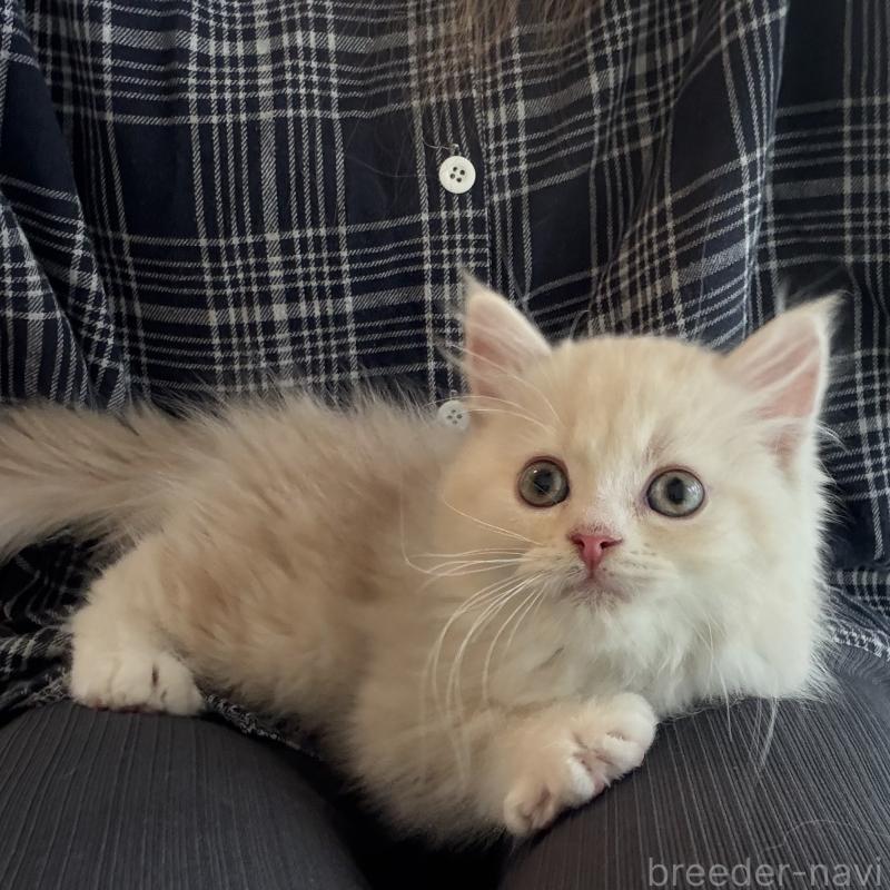 成約済の大阪府のマンチカン-128943の4枚目