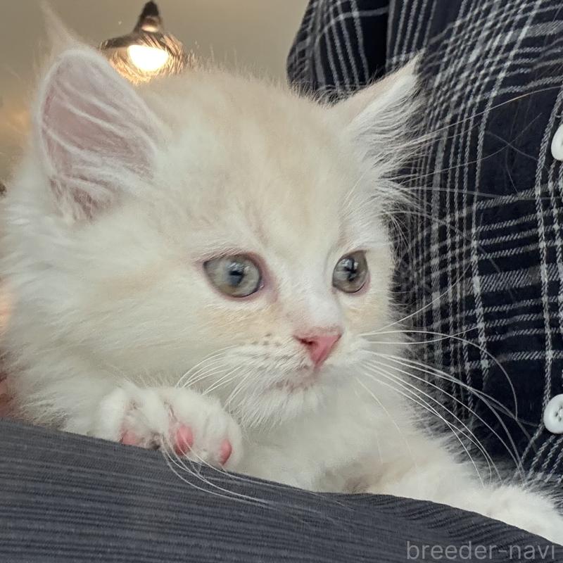 成約済の大阪府のマンチカン-128943の3枚目