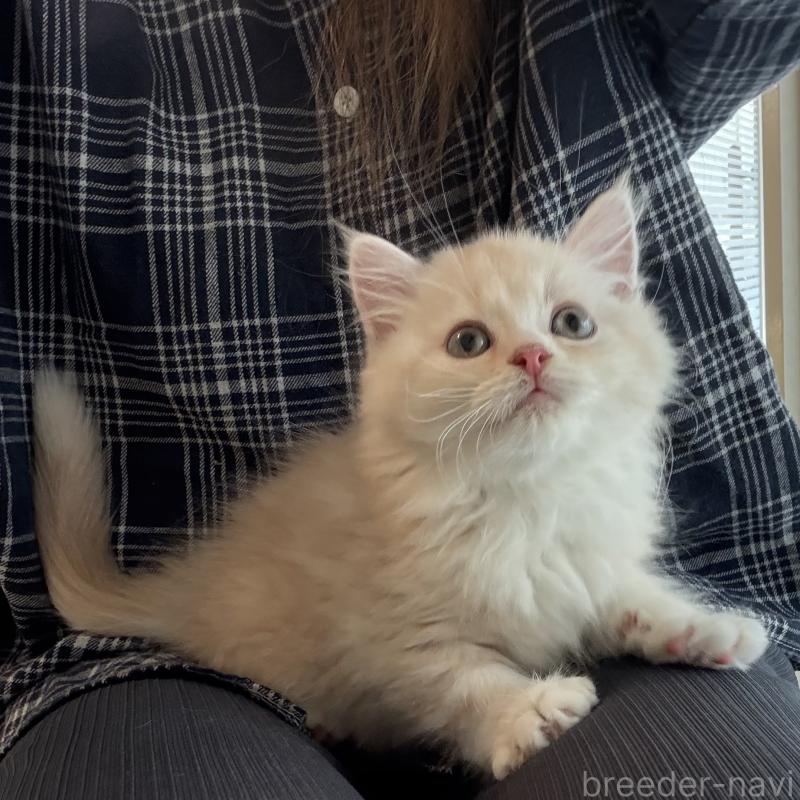 成約済の大阪府のマンチカン-128943の2枚目