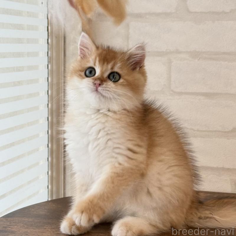 販売中の大阪府のブリティッシュショートヘア-126972の13枚目