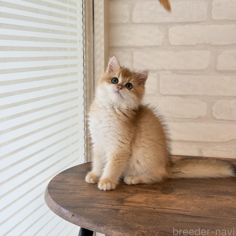 販売中の大阪府のブリティッシュショートヘア-126972の11枚目