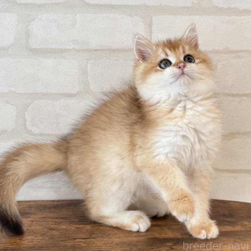 販売中の大阪府のブリティッシュショートヘア-126972の10枚目