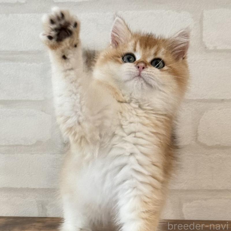 販売中の大阪府のブリティッシュショートヘア-126972の7枚目