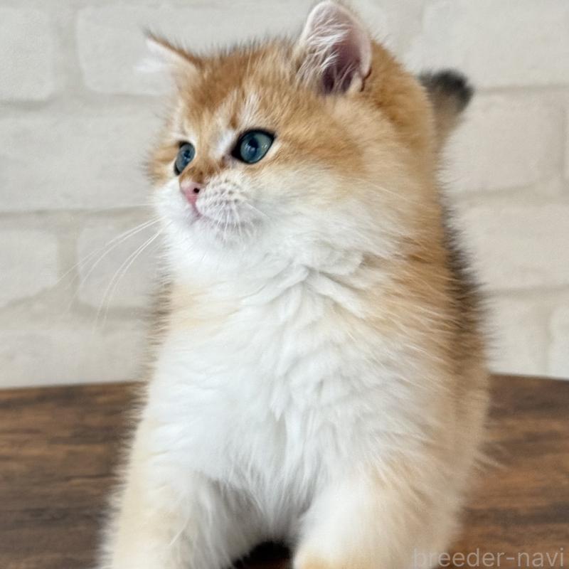 販売中の大阪府のブリティッシュショートヘア-126972の5枚目