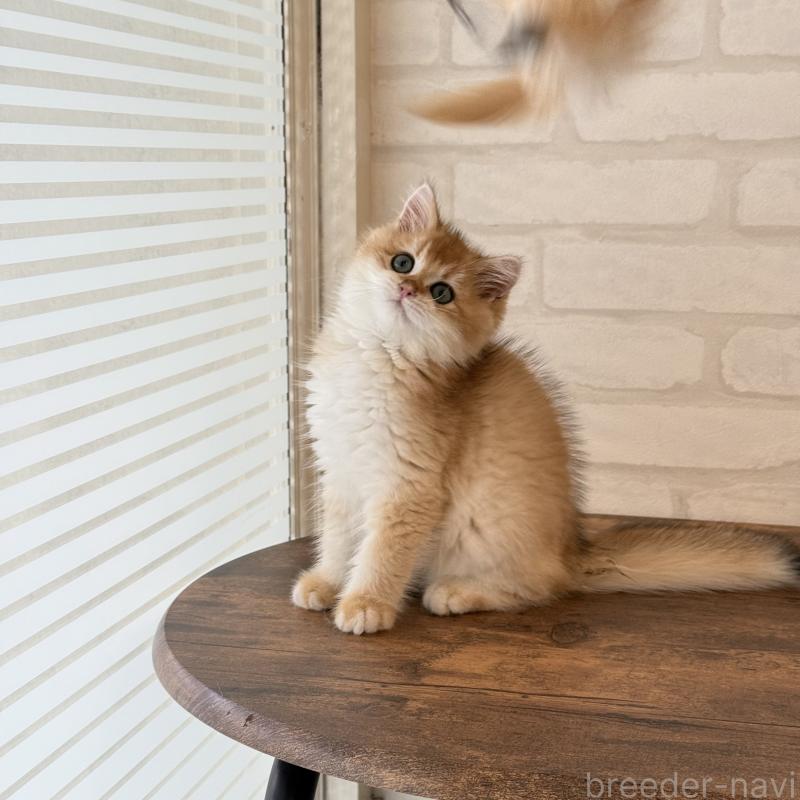 販売中の大阪府のブリティッシュショートヘア-126972の3枚目