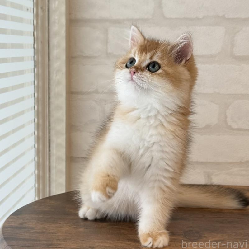 販売中の大阪府のブリティッシュショートヘア-126972の2枚目