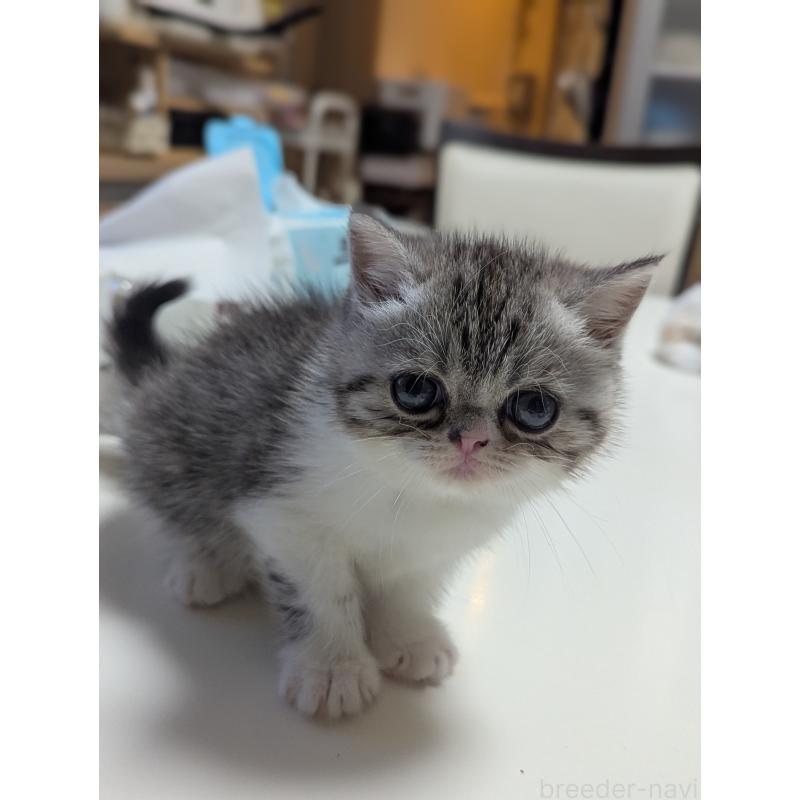 成約済の愛知県のエキゾチックショートヘア-128147の9枚目