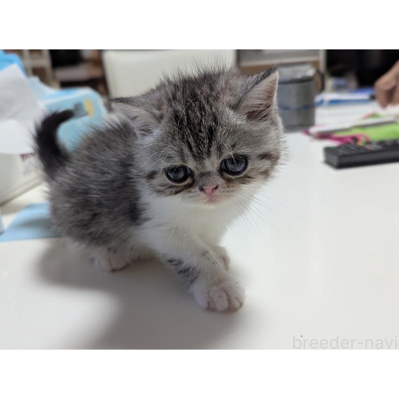 成約済の愛知県のエキゾチックショートヘア-128147の8枚目