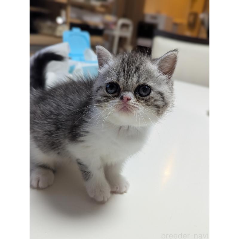 成約済の愛知県のエキゾチックショートヘア-128147の7枚目