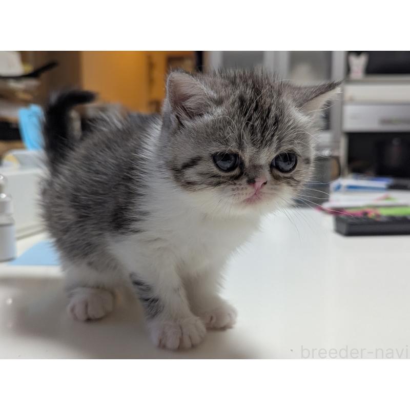 成約済の愛知県のエキゾチックショートヘア-128147の6枚目