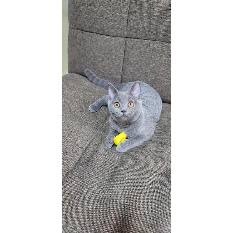 販売中の埼玉県のブリティッシュショートヘア-128802の3枚目