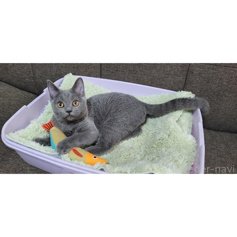 販売中の埼玉県のブリティッシュショートヘア-128802の2枚目