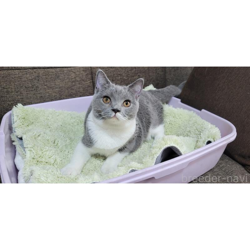 販売中の埼玉県のブリティッシュショートヘア-128801の3枚目