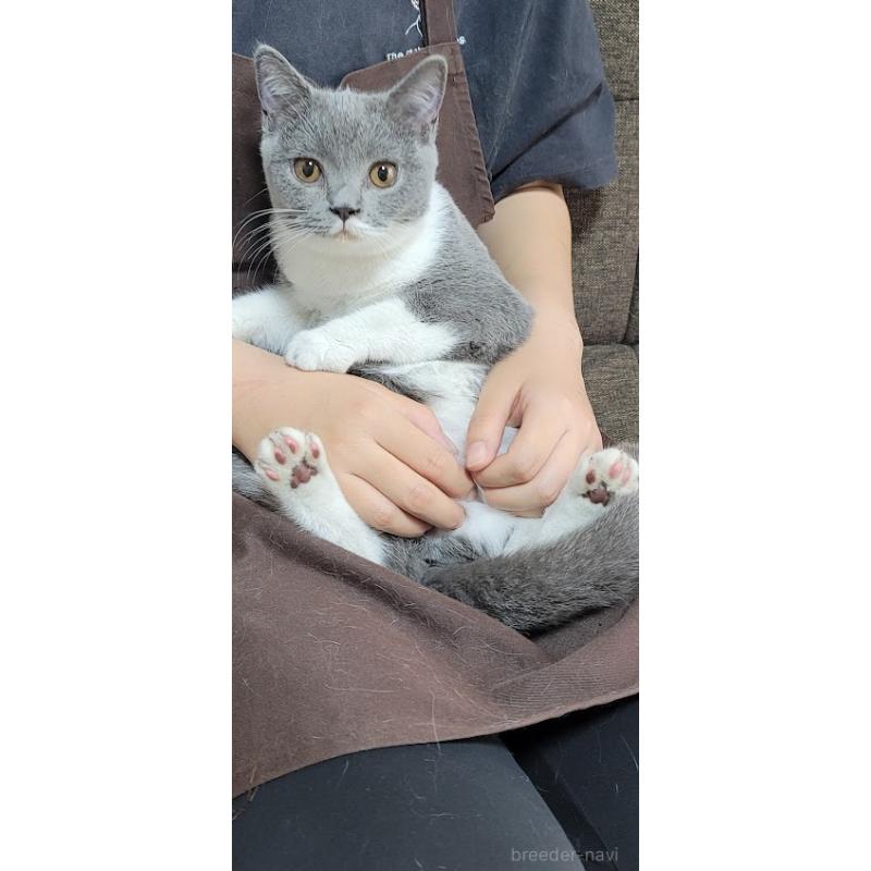 販売中の埼玉県のブリティッシュショートヘア-128801の2枚目