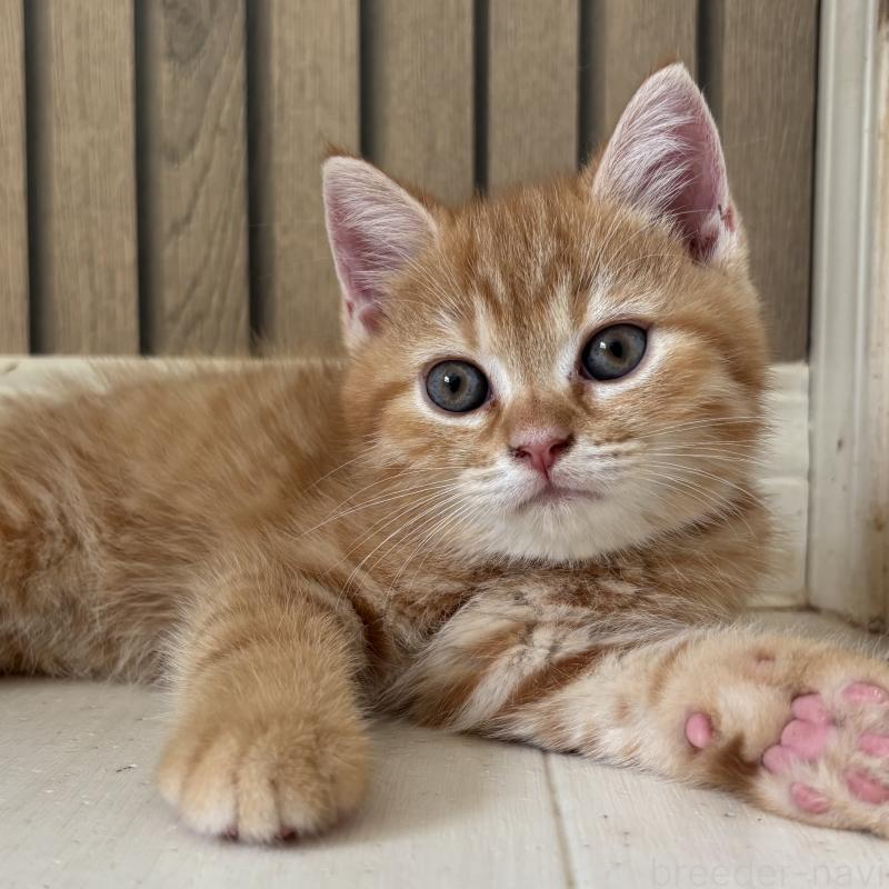 販売中の千葉県のミヌエット-129183の3枚目