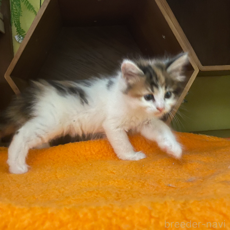 販売中の京都府のメインクーン-127826の4枚目