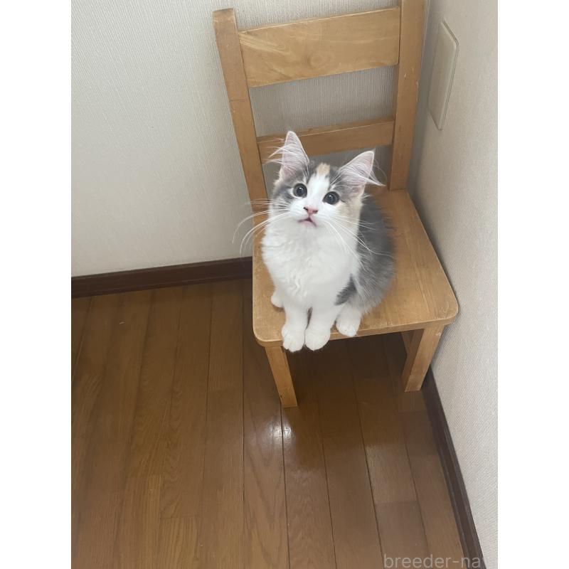 販売中の富山県のノルウェージャンフォレストキャット-129189の7枚目